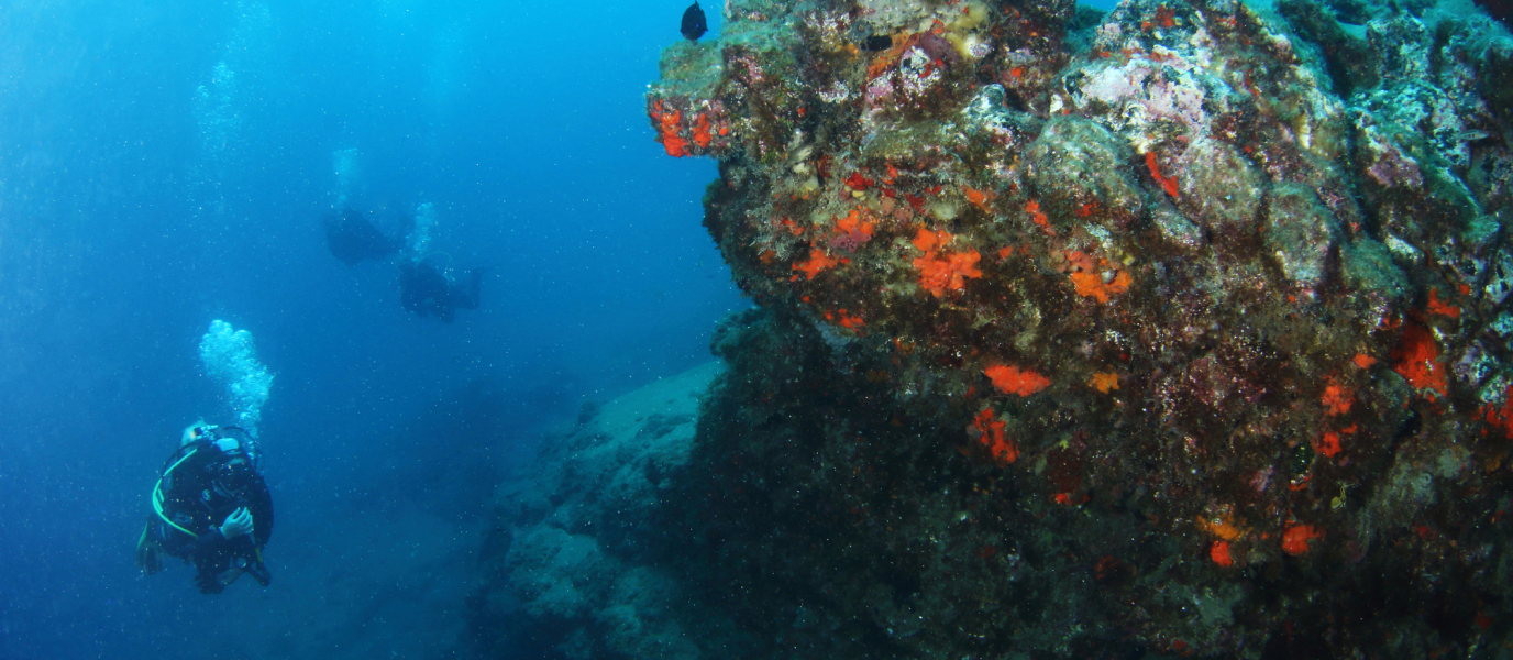 Scuba diving in Lanzarote invites you to discover the ocean’s wonders