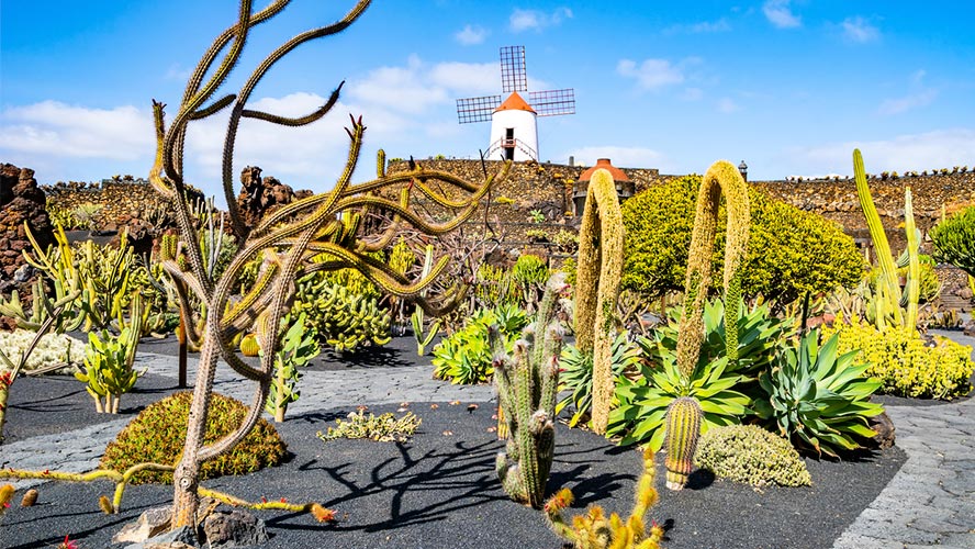 jardin de cactus