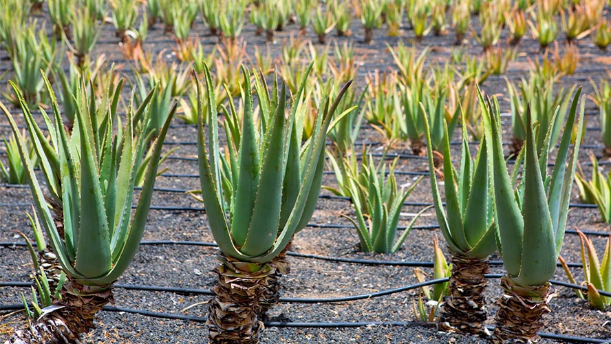 aloe vera lanzarote