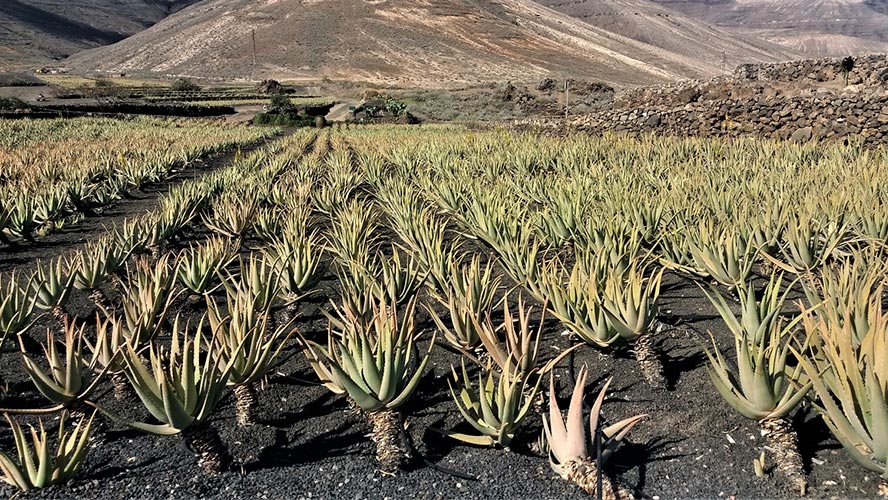 aloe vera lanzarote