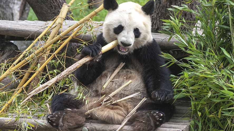 Oso panda en el Zoo de Madrid