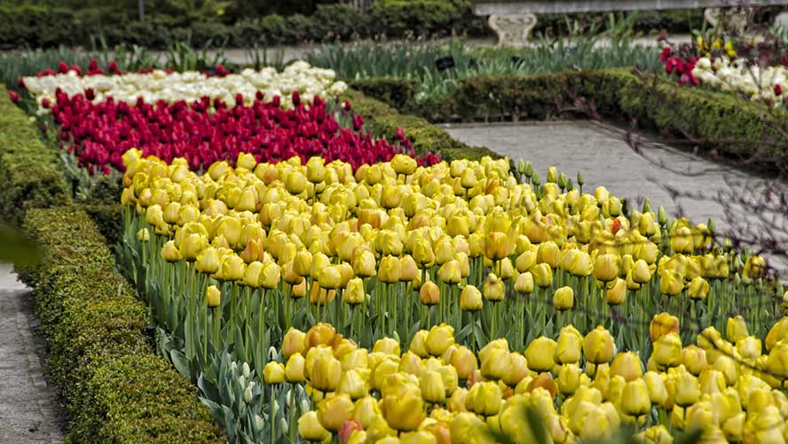 Tulipanes Jardín Botánico de Madrid