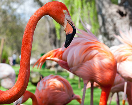 zoo madrid, acuario madrid