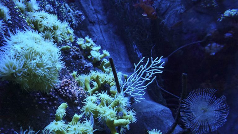 El Acuario de Sevilla y sus tesoros transoceánicos