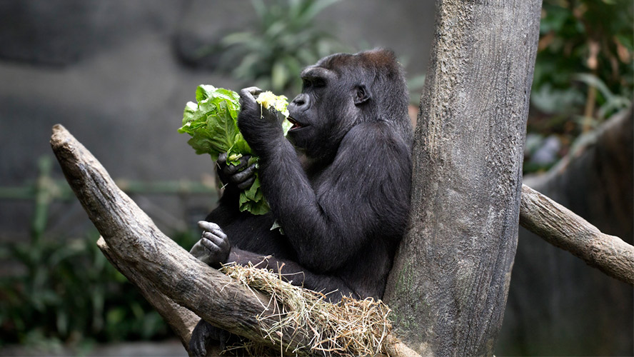 barcelona_zoo