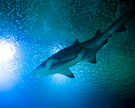 Oceanogràfic: Descubre en Valencia el mayor acuario de Europa