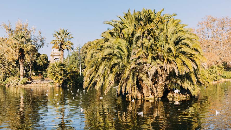 Vegetación del Parque de la Ciutadella