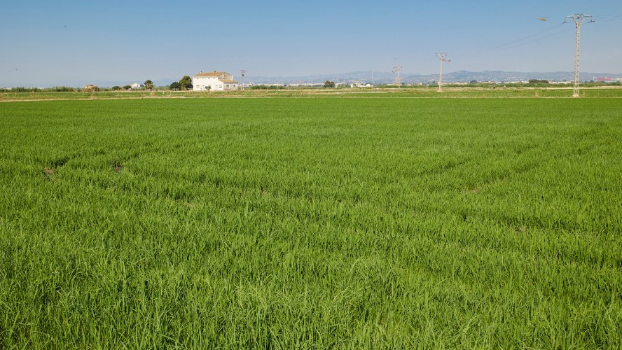 la-albufera-de-valencia