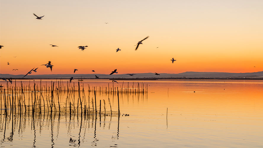 albufera de valencia