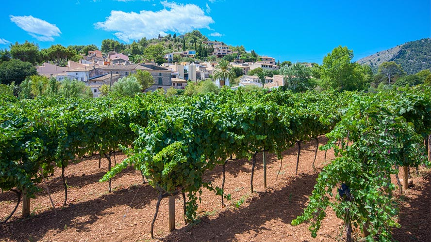 bodegas_mallorca