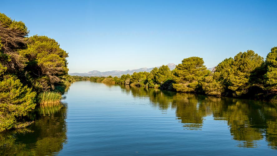 la albufera mallorca