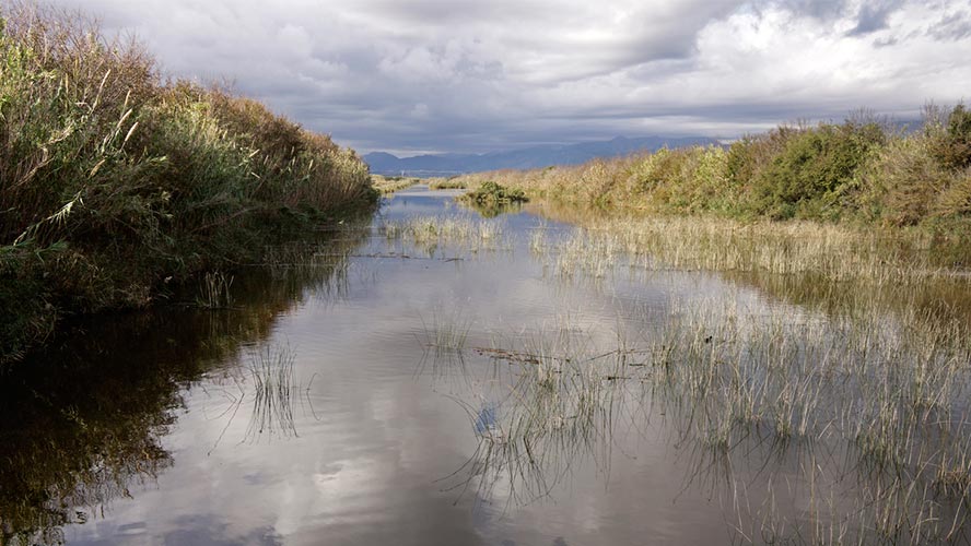 la albufera mallorca