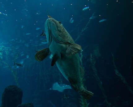 The Palma Aquarium, a unique immersive experience