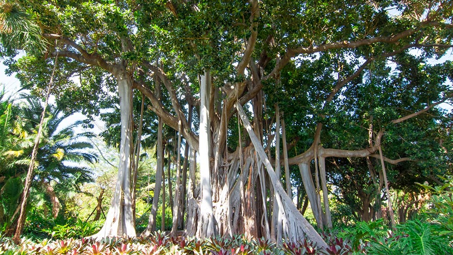 jardin botanico tenerife