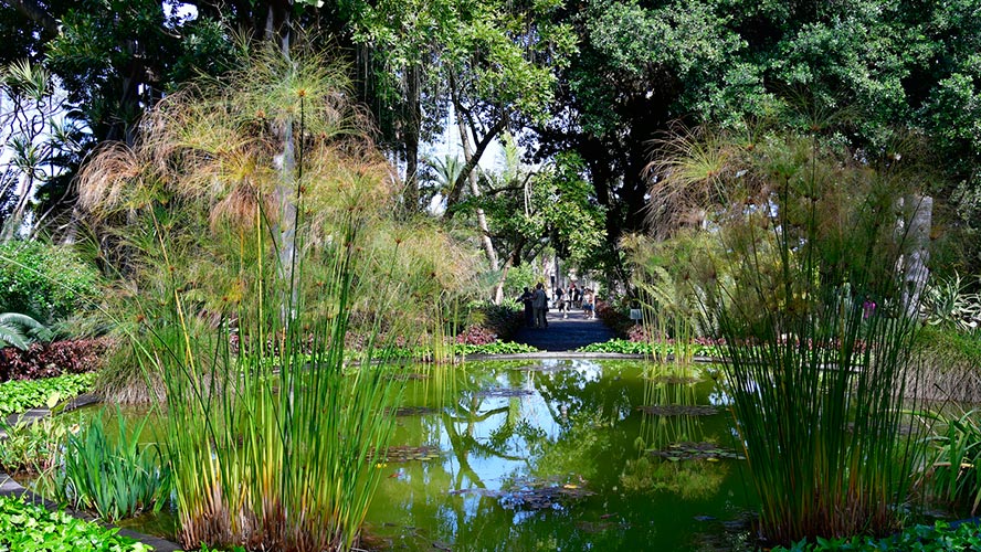 jardin botanico de tenerife