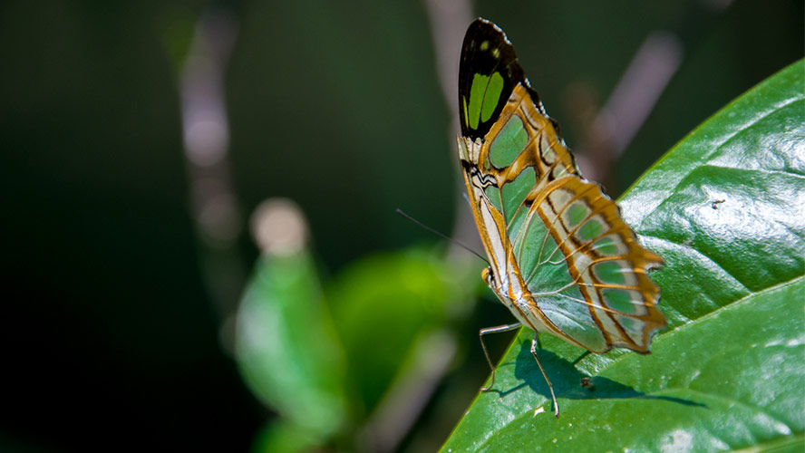 mariposario drago