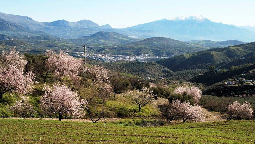 Cerezos en flor en los Montes de Málaga