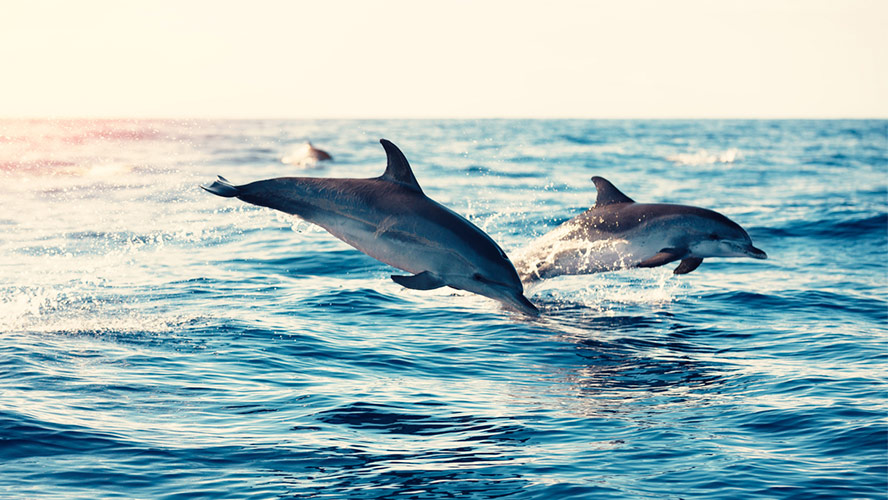 playa-de-las-americas-cetaceos