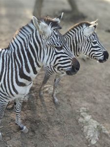 El zoo de Menorca, donde interactuar con la naturaleza.