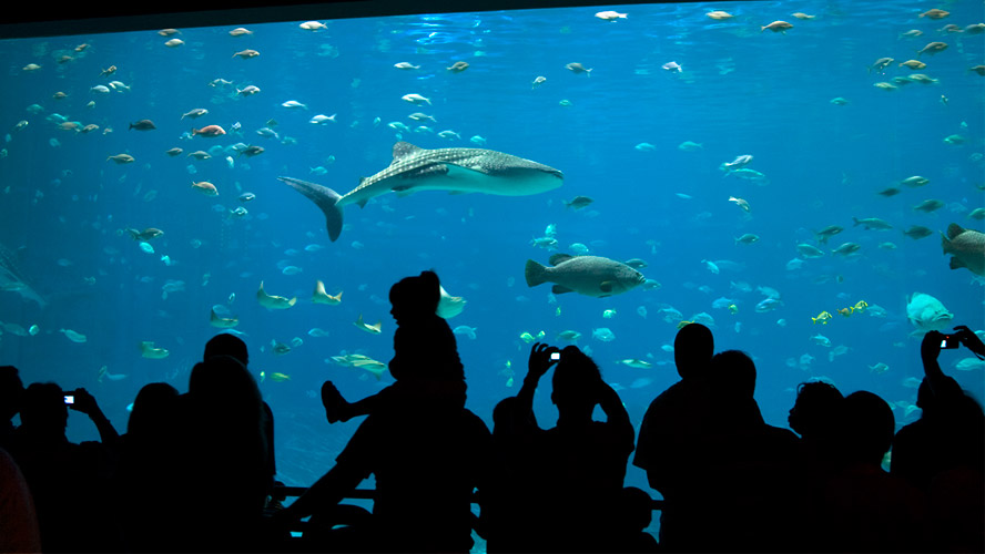 acuario de gijon