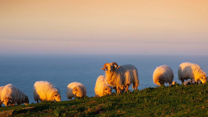 Cabras y ovejas en el Monte Jaizkibel
