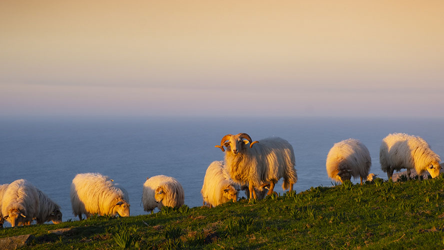 Cabras y ovejas en el Monte Jaizkibel