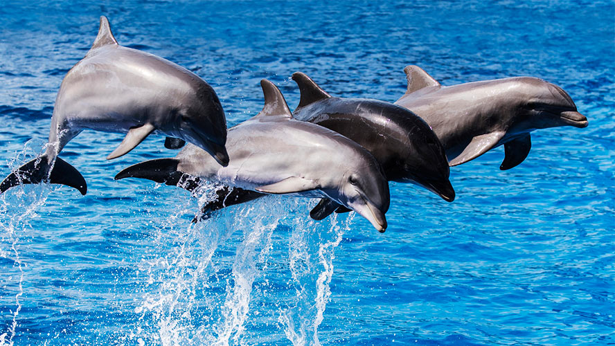 ocearium fuerteventura