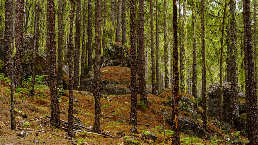 Parque Natural Tamadaba