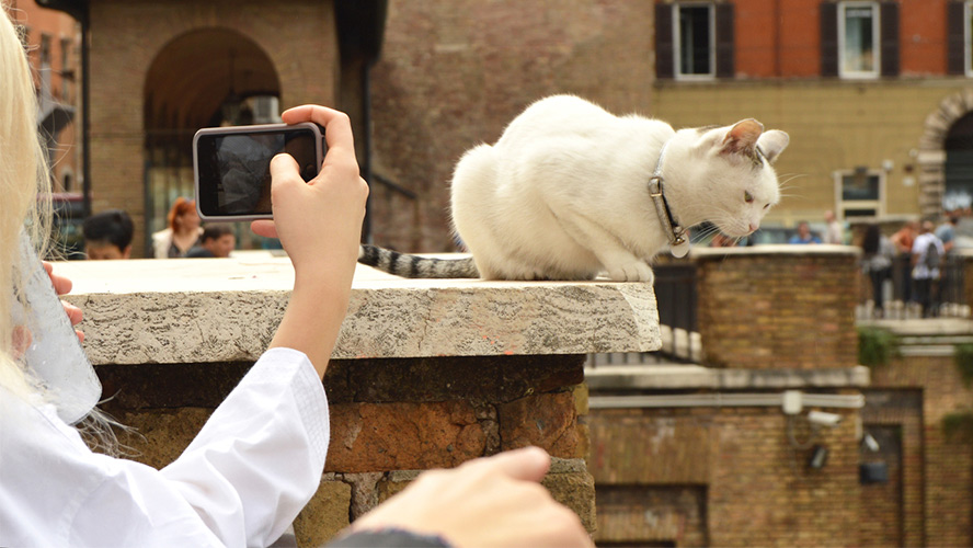 gato en largo di Torre 