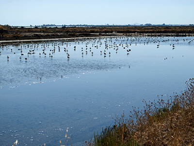 aves marismas isla cristina