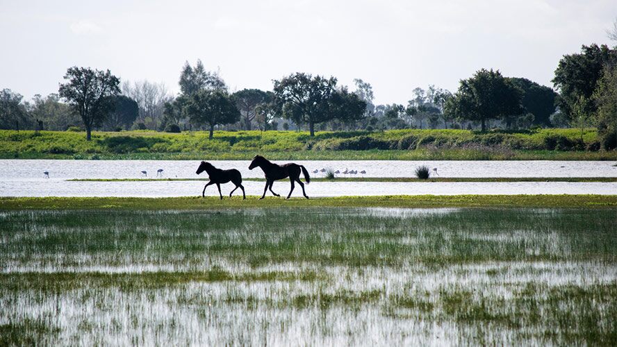 caballos en Doñana