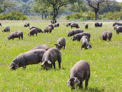 Jamón Dehesa