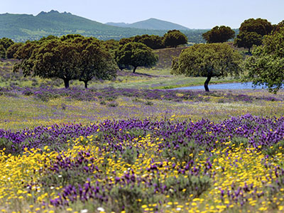 Campo de flores Monfragüe