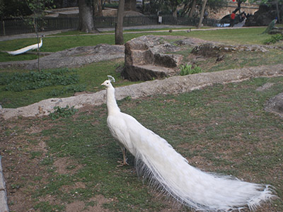 plasencia parque