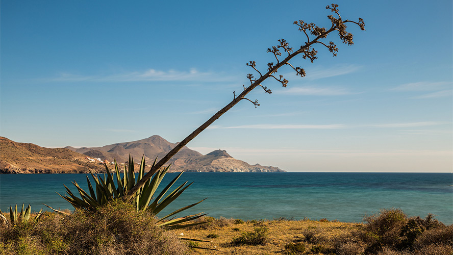 playa de los genoveses