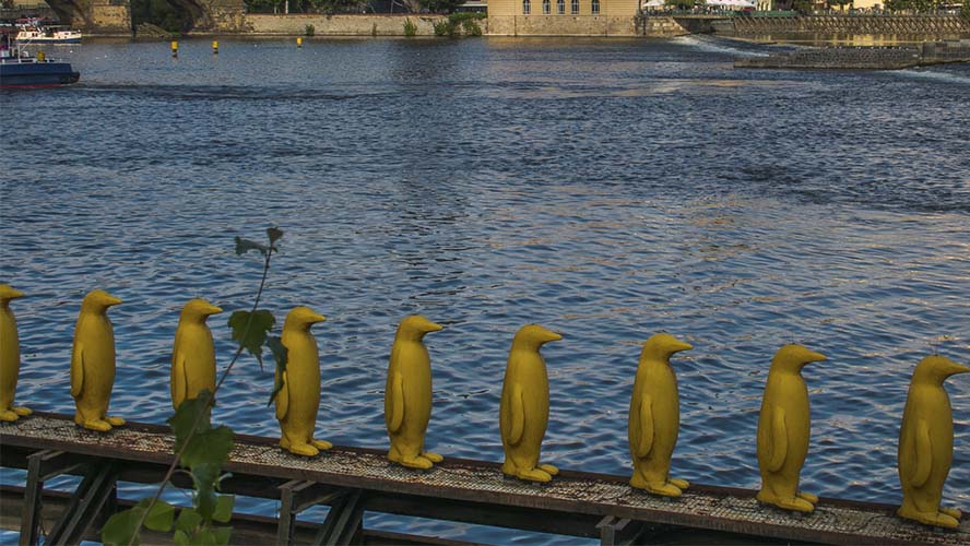 Pingüinos Praga