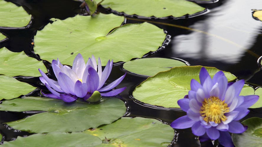 Una visita al Jardín Botánico de Praga