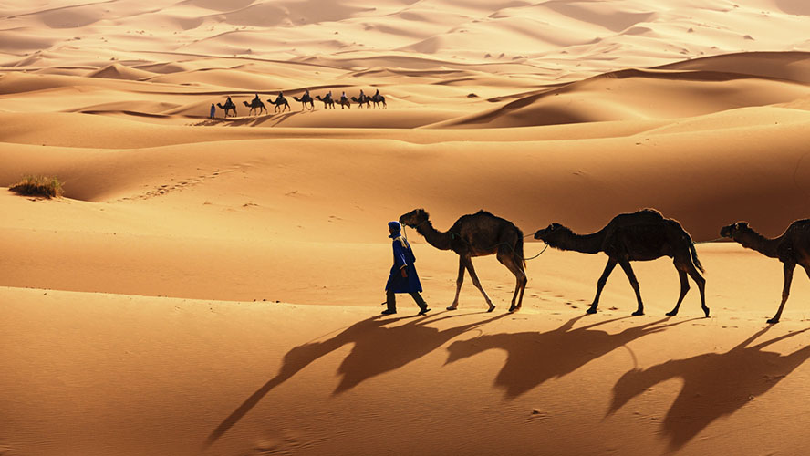 Camellos en el desierto de Merzouga