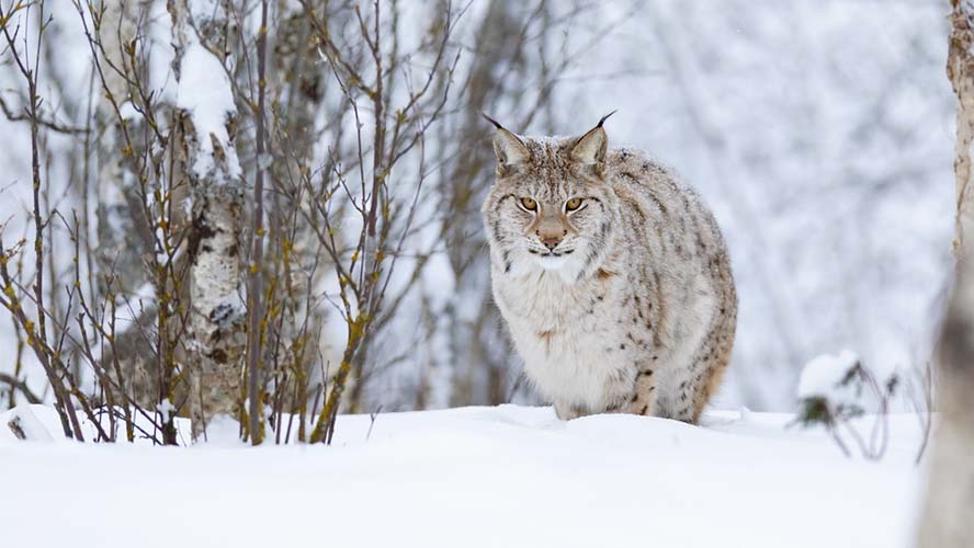 Lince en el Parque Faunistico de Lacuchiana