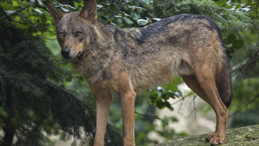 Lobo en el Parque de Lacuniacha