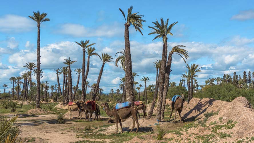 El Palmeral de Marrakech