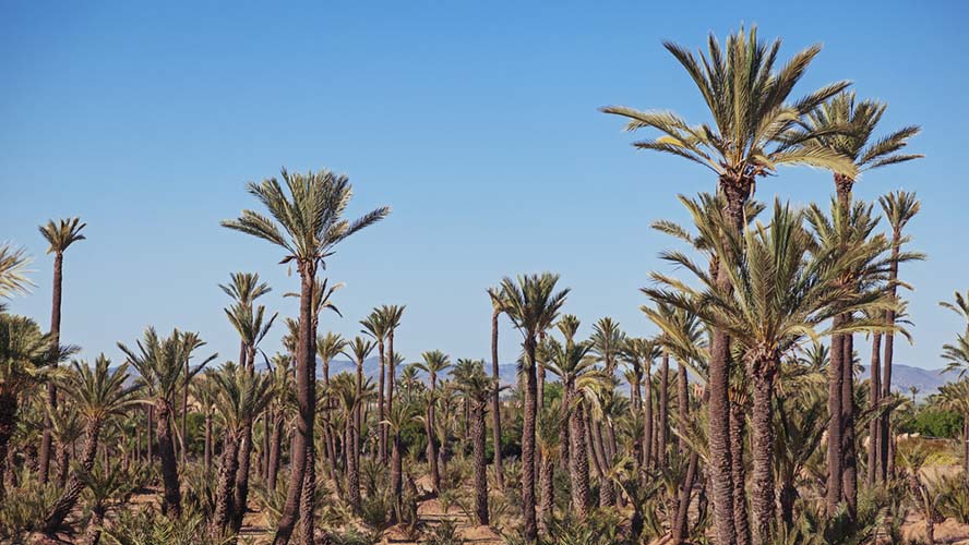 Conoce el Palmeral de Marrakech