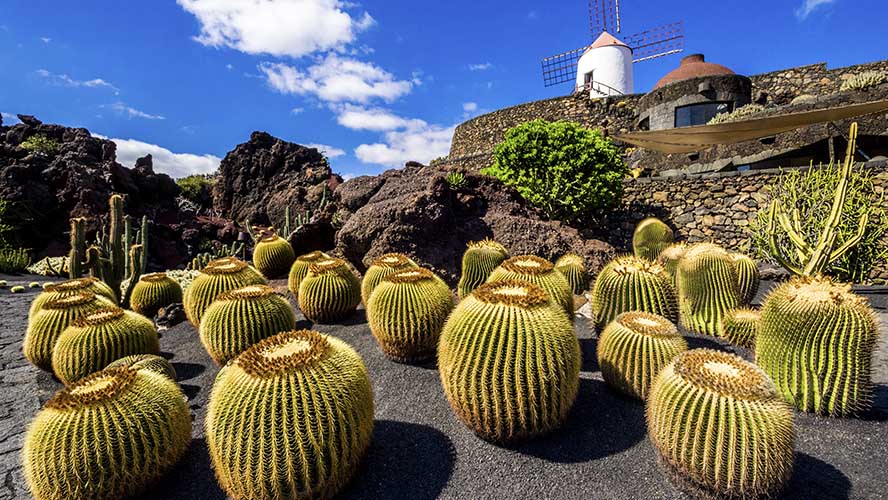 Qué ver en Lanzarote, Jardín de Cactus