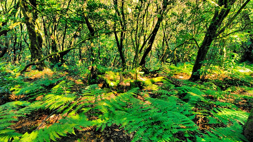 bosque-de-el-cedro