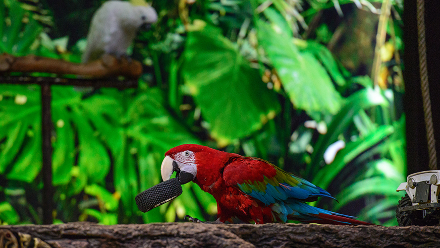 Loro Parque