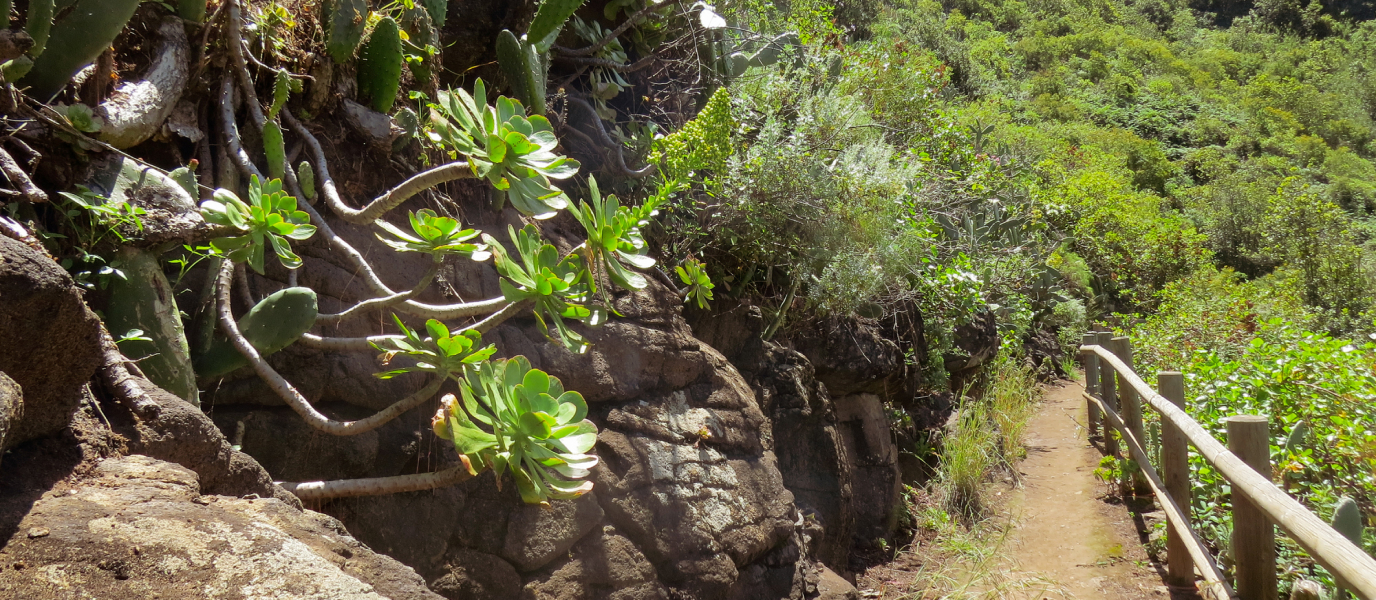 Los Tilos de Moya, descubre la magia de la laurisilva