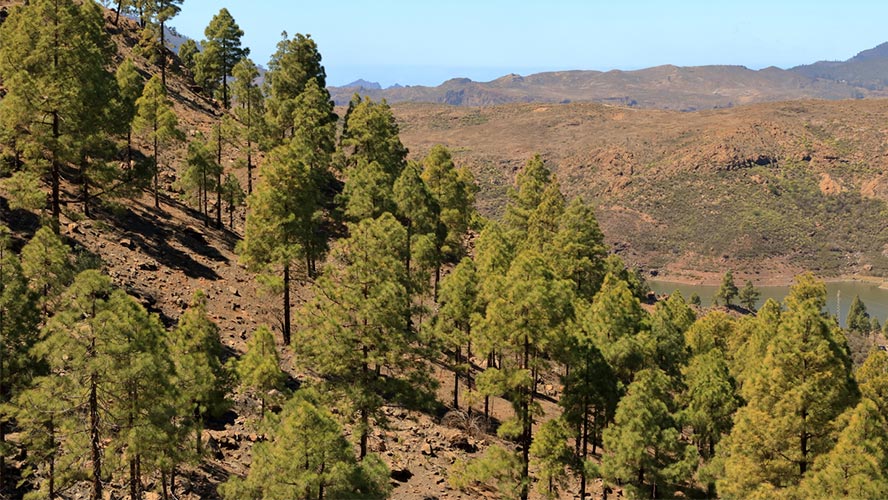 parque natural de tamadaba