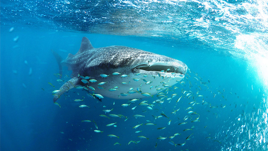 tiburones-ballena