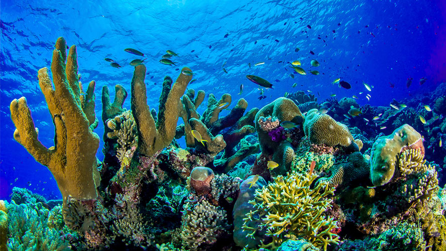 isla-mujeres-coral