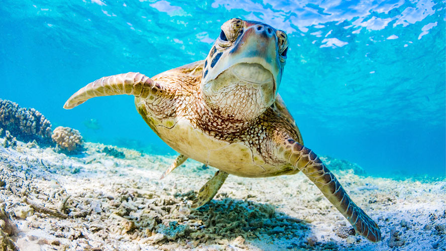 isla-mujeres-tortuga